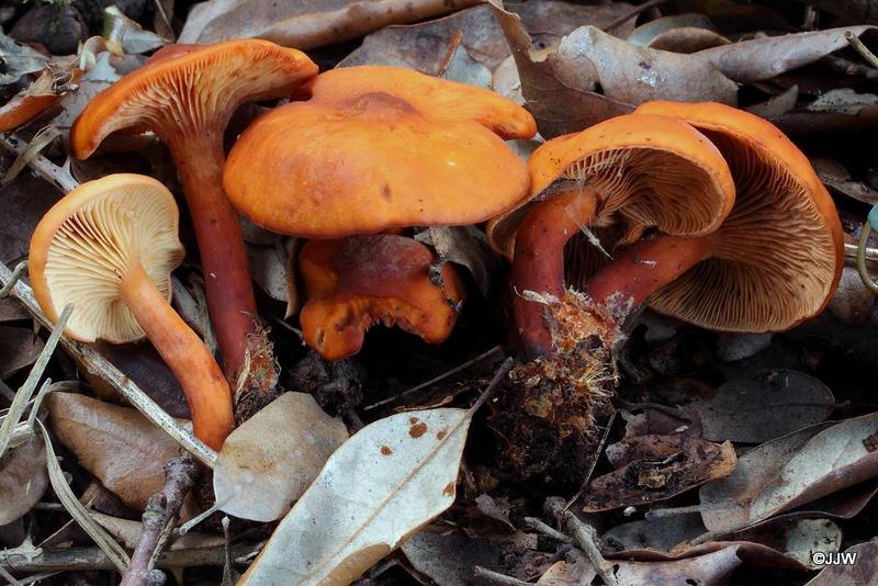 Lactarius atlanticus